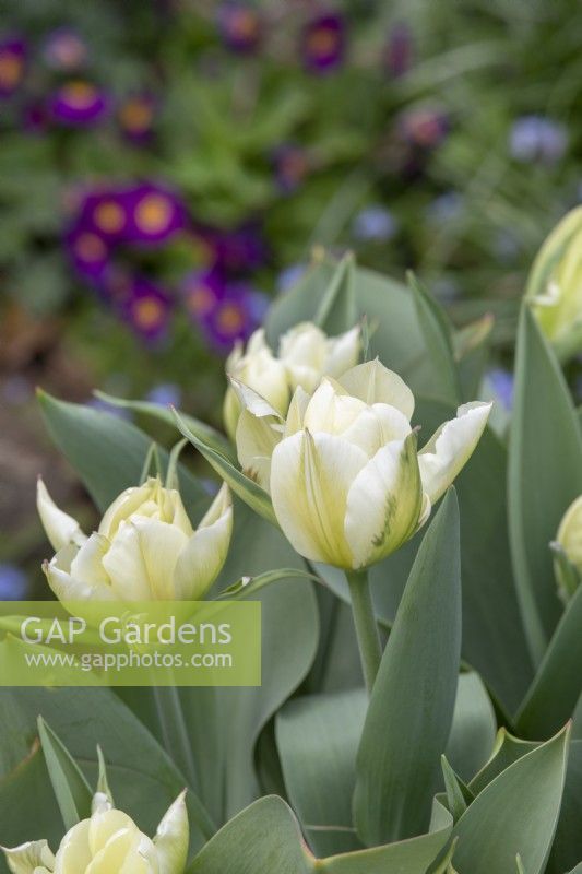 Tulipa 'Exotic Emperor' - Tulip