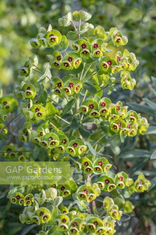 Euphorbia x martinii flowering in Spring - April
