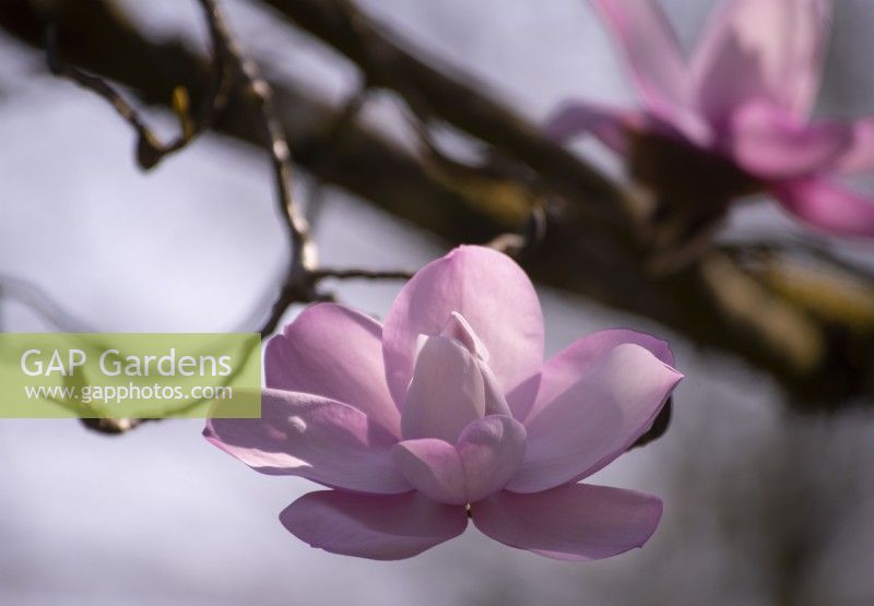 Magnolia sargentiana 'Robusta'