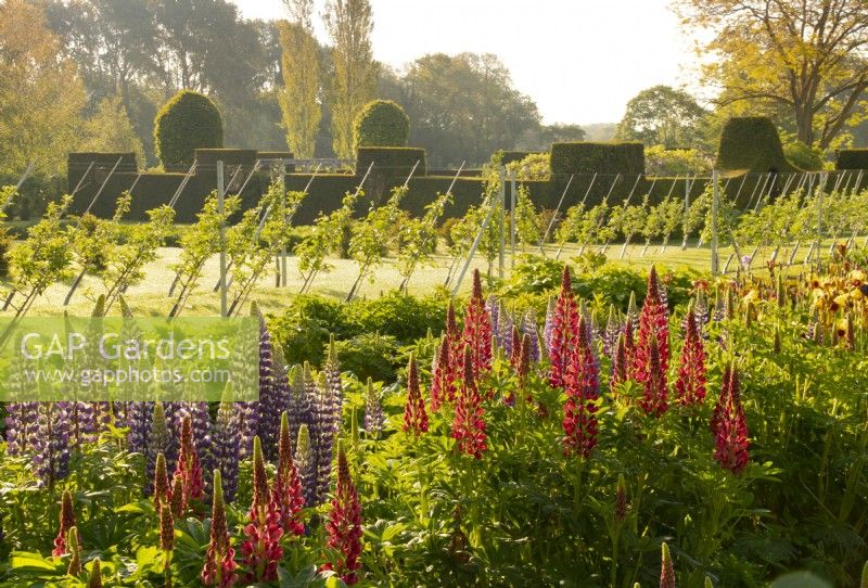 Lupinus - Lupin 'The Pages' and 'The governor' with Malus espaliers and topiary in the background at Waterperry Gardens, Waterperry, Wheatley, Oxfordshire, UK