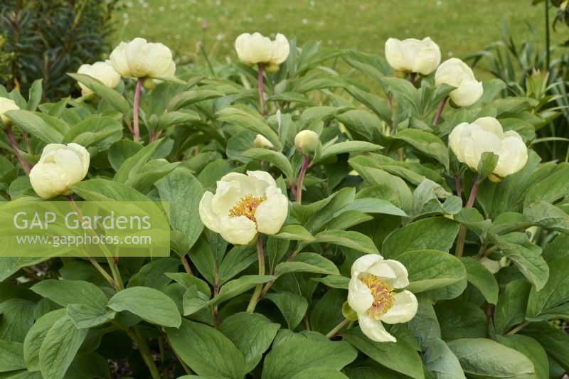 Paeonia daurica subsp. mlokosewitschii - Paeonia mlokosewitschii, Peony 'Molly the Witch'