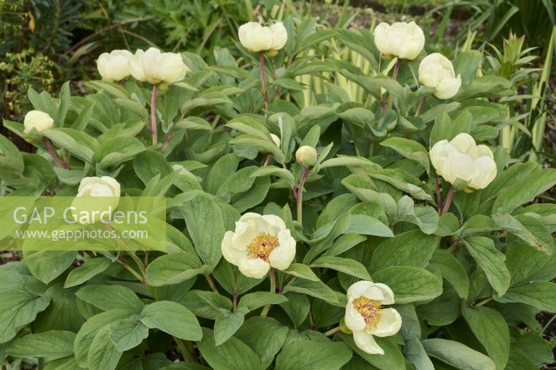 Paeonia daurica subsp. mlokosewitschii - Paeonia mlokosewitschii, Peony 'Molly the Witch'