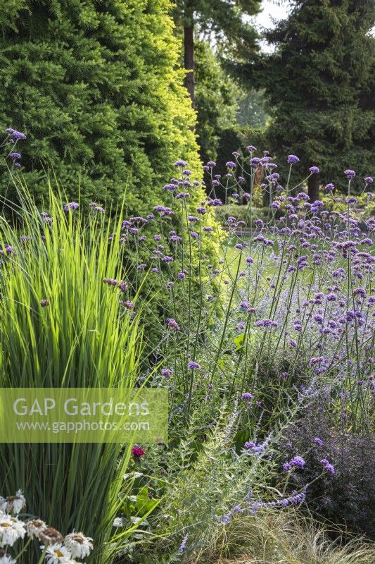 Verbena bonariensis with Panicum virgatum 'Northwind' in front of Cedrus deodara 'Nana Aurea' - August, The Bressingham Gardens, Norfolk