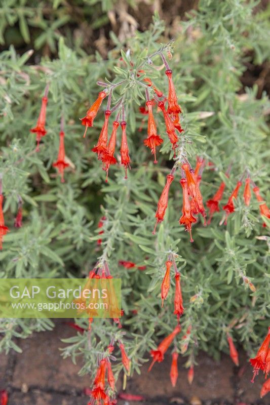 Zauschneria californica 'Glasnevin' - California fuchsia 'Dublin' - August