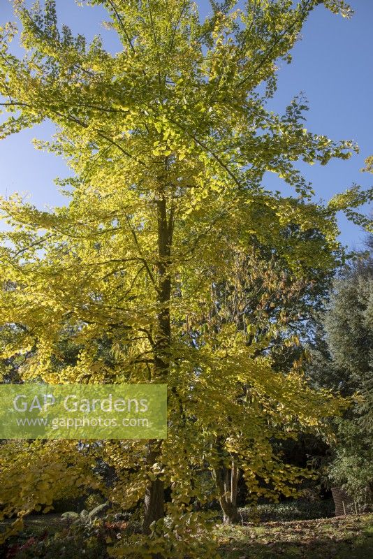 Ginkgo biloba - Maidenhair Tree - October