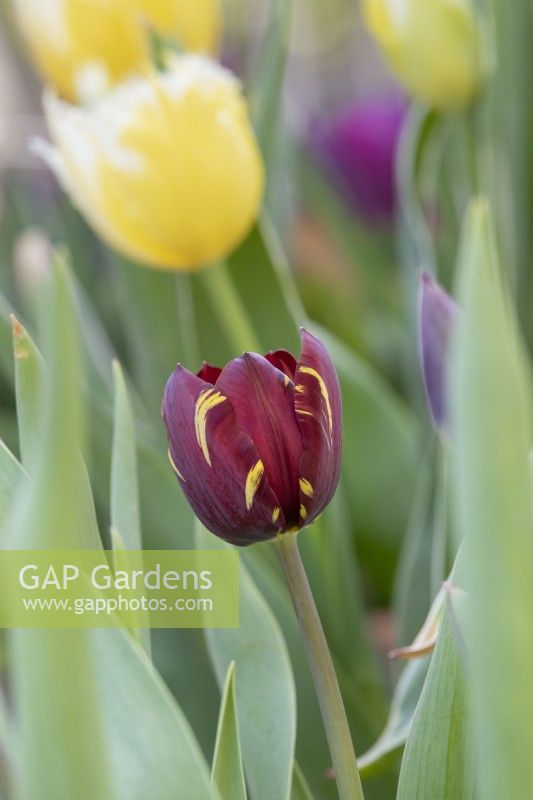 Tulipa Absalon - Historical Rembrandt Tulip dating from 1780