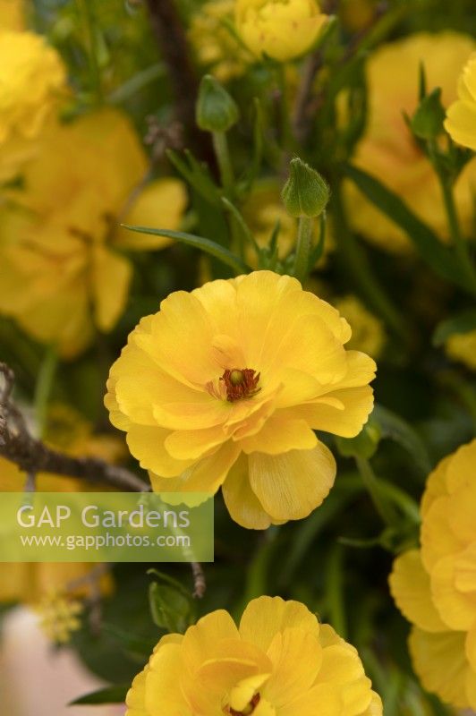 Ranunculus asiaticus 'Rax Minerva' Persian Buttercup