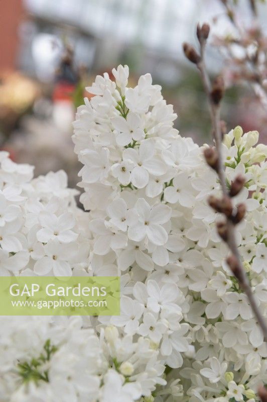 Syringa vulgaris 'Monument'