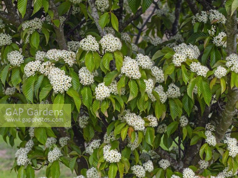 Sorbus caloneura flowering late April