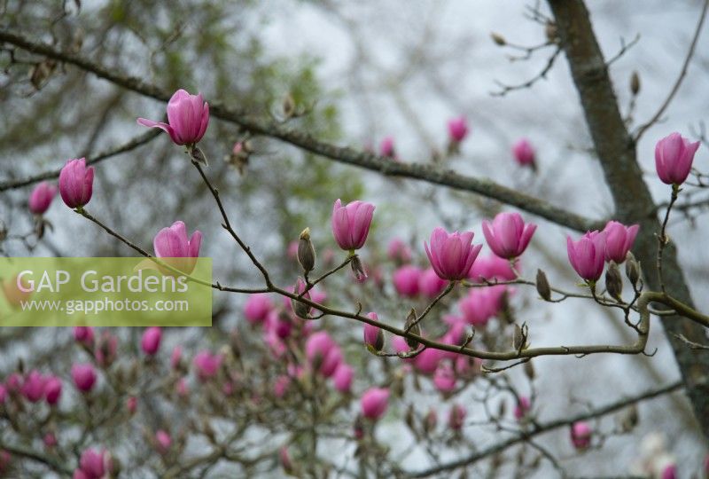 Magnolia 'Peter Dummer'