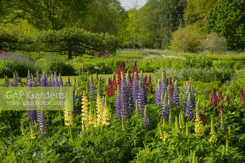 Multi-coloured Lupinus - Lupin in a bed at Waterperry Gardens, Waterperry, Wheatley, Oxfordshire, UK