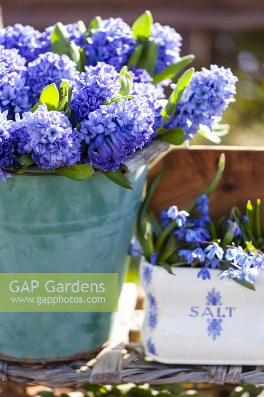 Detail of a still life outside in the spring garden. A bucket with the decorative and fragrant Hyacinthus orientalis 'Delft Blue', a porcelain container with Scilla siberica. Selective focus.