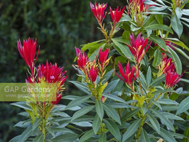 Pieris japonica 'Mountain Fire' - Japanese Andromeda - emerging red foliage