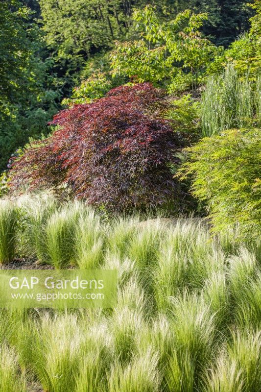 Garden with Acer, ornamental grasses and perennials, Summer late June