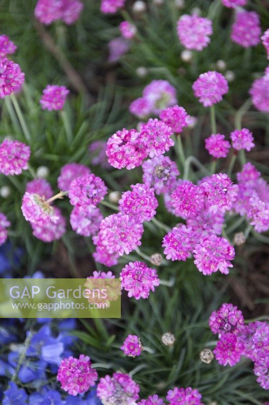 Armeria maritima 'Abbey deep rose'