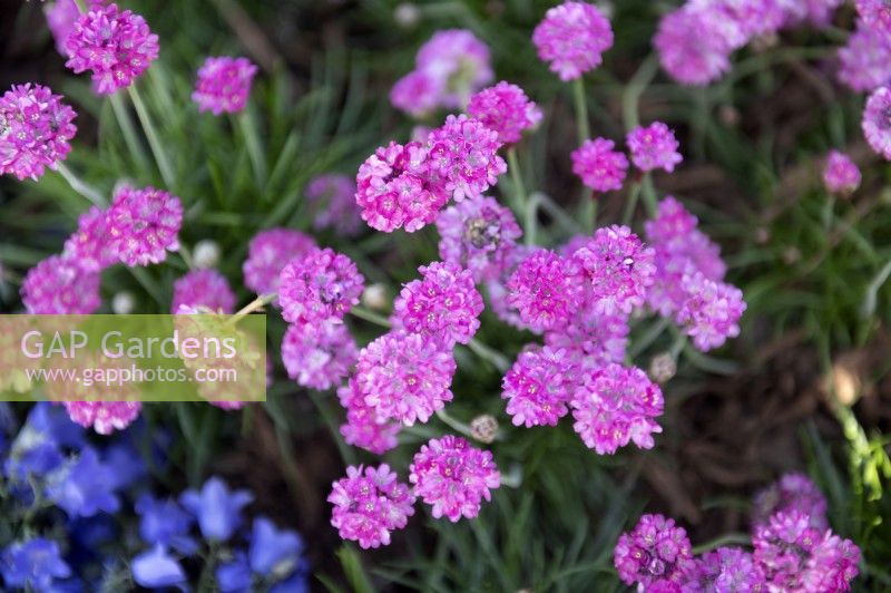 Armeria maritima 'Abbey deep rose'