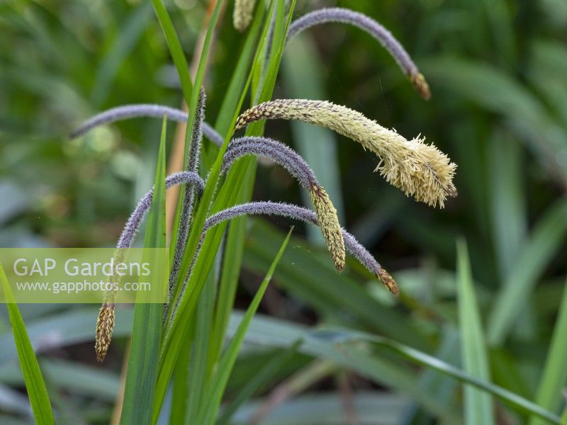 Carex pendula - Drooping Sedge in flower Norfolk Late April