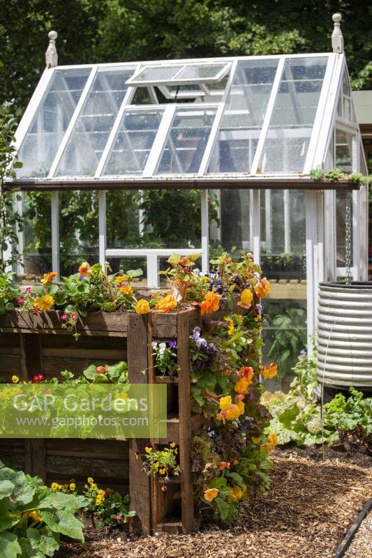 DIY Planter made from recycled palettes planted with Begonias and greenhouse behind.  RHS No Dig Allotment Demonstration Garden in Association with Charles Dowding and Stephanie Hafferty, RHS Hampton Court Palace Garden Festival 2021