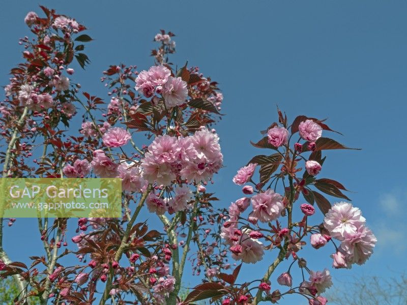 Prunus sargentii - Sargent Cherry