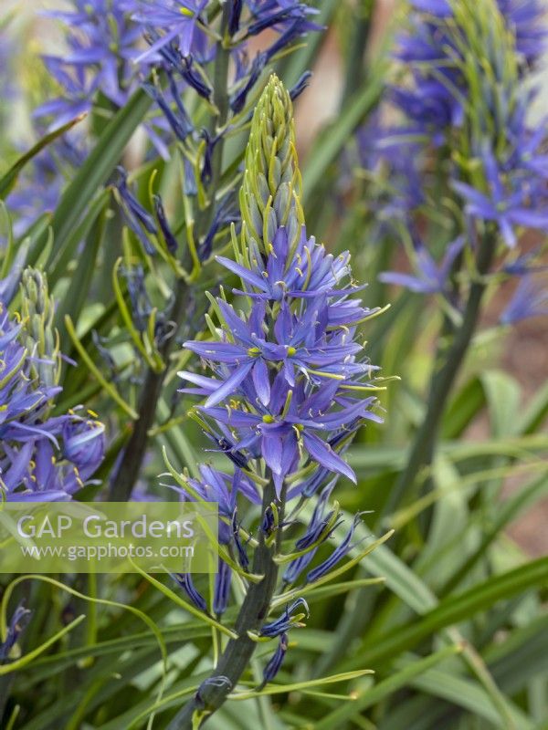 Camassia lily Camassia leichtlinii - Quamashate April Norfolk