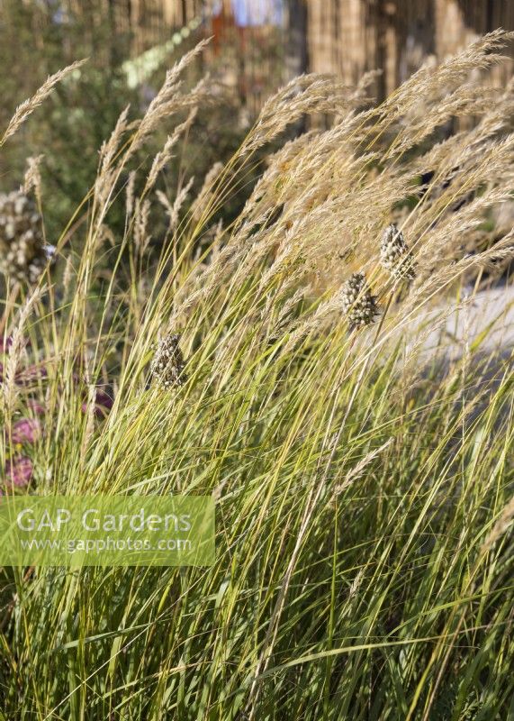 Achnatherum calamagrostis Algaeu, autumn September