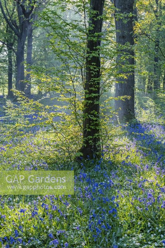 View of a woodland carpeted with Hyacinthoides non-scripta in Spring - April