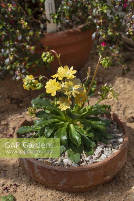 Lewisia cotyledon Ashwood Strain Yellow Shades