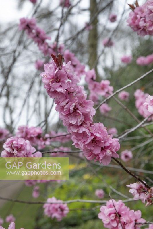 Prunus cerasifera 'Spring Glow'