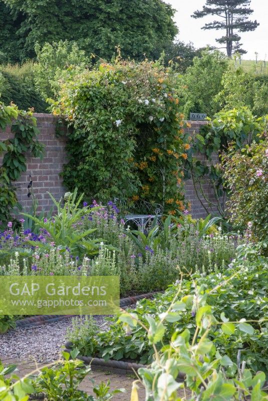 Kitchen garden with terracotta edging and gravel path, honeysuckle and rose growing over an arbour, Salvia viridis and Cynara cardunculus in border .  The Old Rectory, Isle of Wight