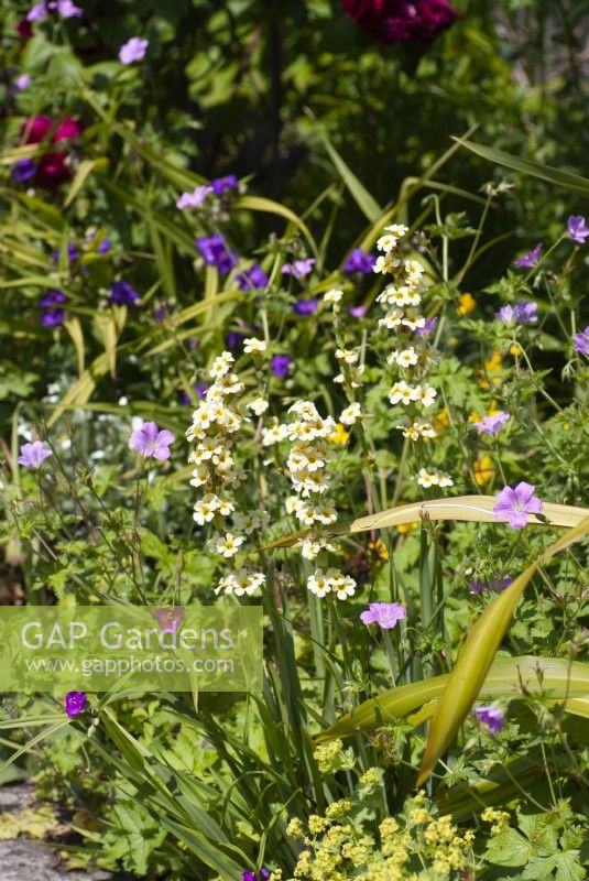 Sisyrinchium striatum in a border with hardy geranium