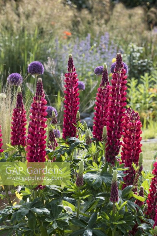 Lupinus 'The Pages' in border with Allium giganteum