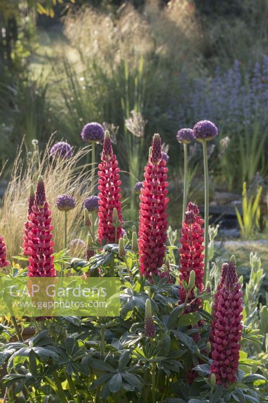 Lupinus 'The Pages' and Allium giganteum in early summer flowerbed