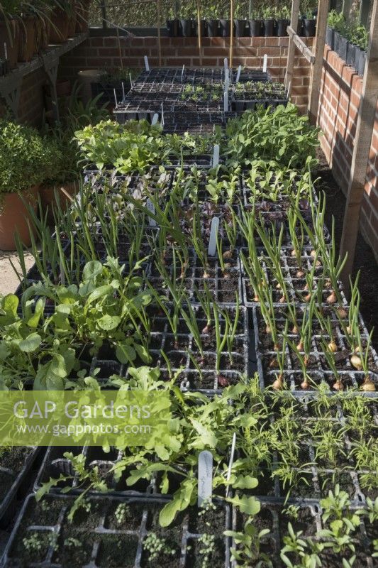 Trays of young vegetable seedlings growing in plastic seed tray modules in the greenhouse
