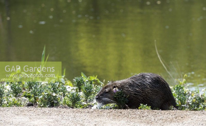 Torgau, Sachsen, Germany 3rd May 2022. 
LAGA Landesgartenschau Torgau 2022 State garden show.
Nature is the gardeners friendâ€¦ sometimes. 
In newly planted bed of flowers on the banks of a lake a Beaver Castor fiber comes and takes a dinner of a light salad of viola's and daisies.