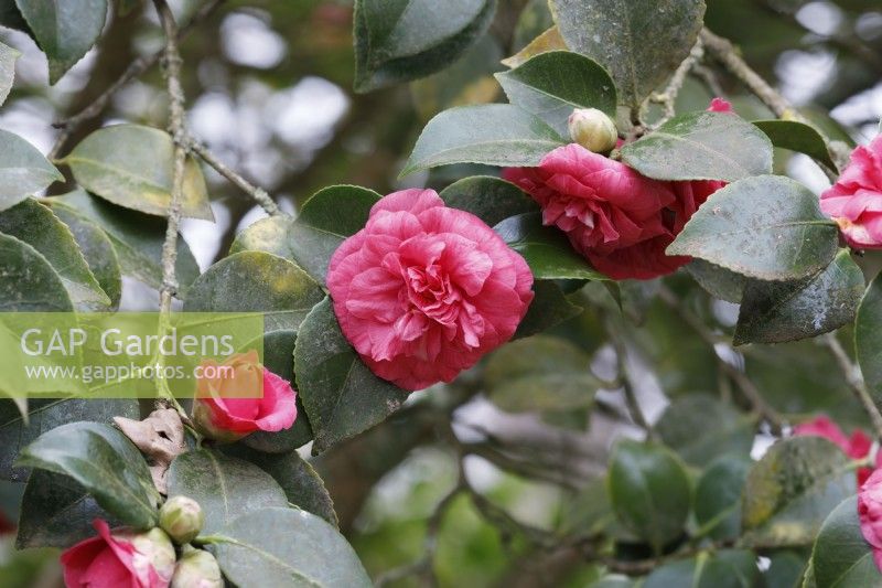 Camellia japonica 'Comte de Gomer'