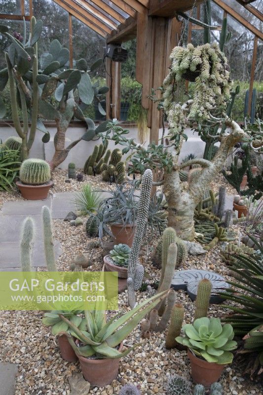 Cactus house at Winterbourne Botanic Garden