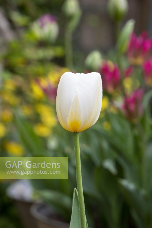 Tulipa - Tulip Inzell