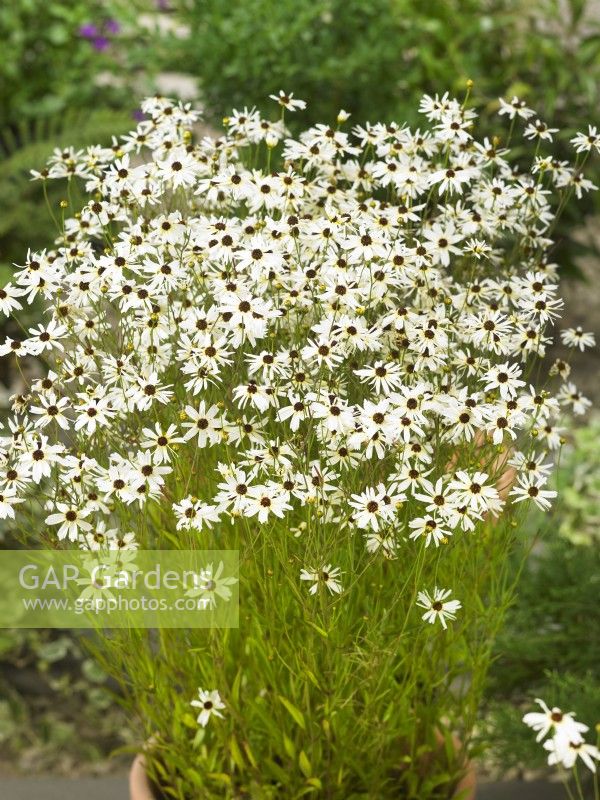 Coreopsis verticillata Fools Gold, summer July