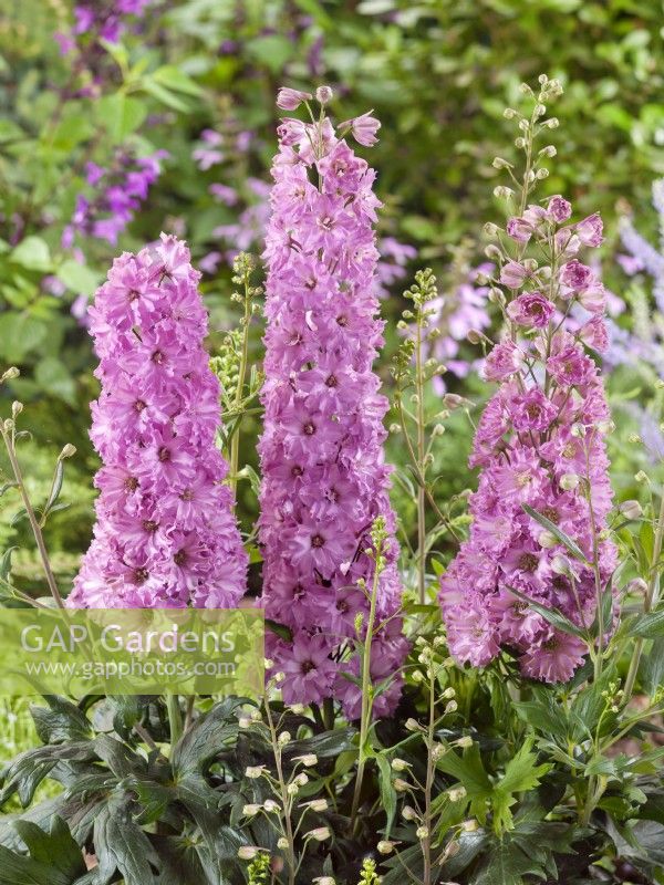 Delphinium elatum Delgenius Juliette, summer June