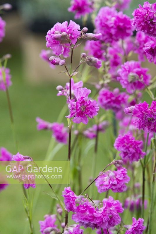 Lychnis viscaria 'Plena' - German catchfly