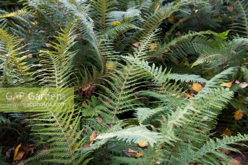 Polystichum setiferum 'Prolifer'