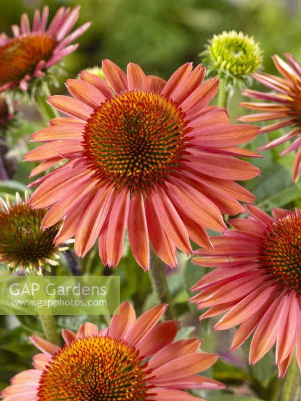 Echinacea purpurea Mooodz Satisfy, summer July