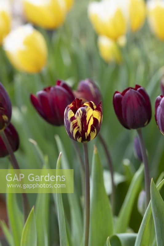 Tulipa Absalon - Historical Rembrandt Tulip dating from 1780