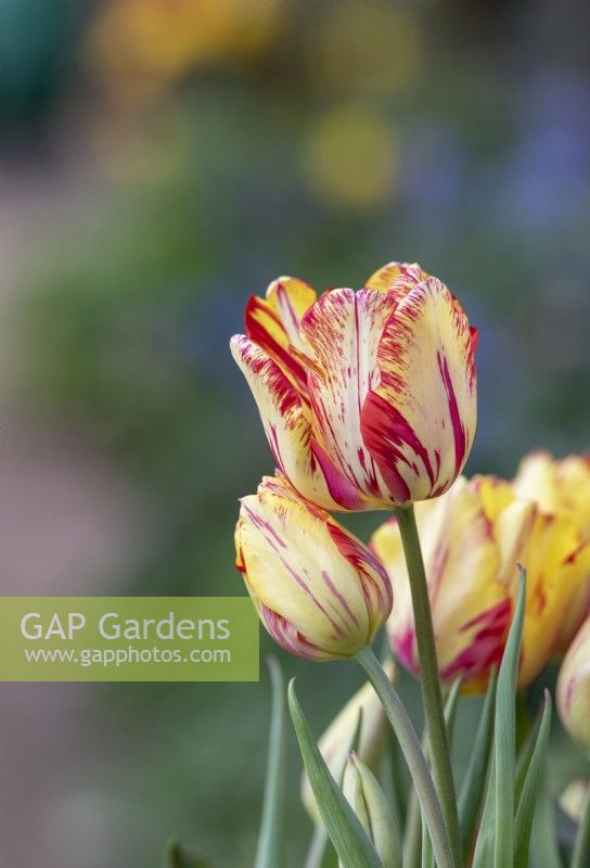 Tulipa 'Saskia' - Historical Rembrandt Tulip dating from 1958