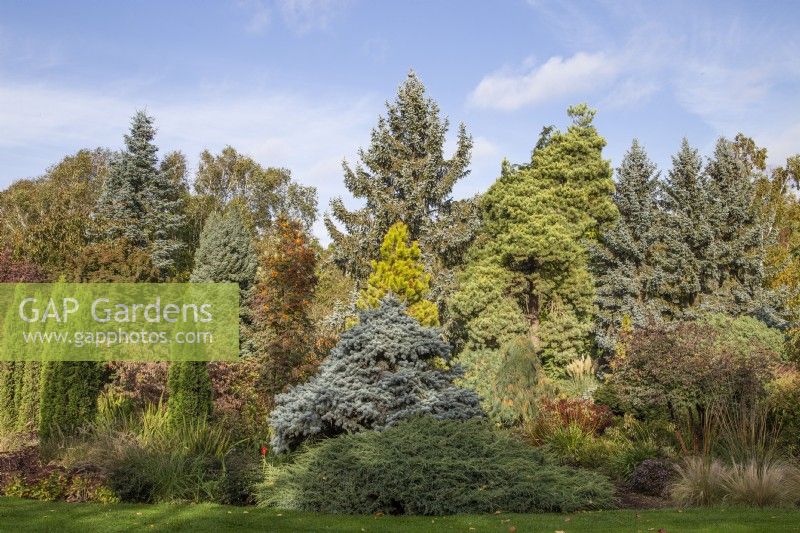 Conifers in autumn at Foggy Bottom, The Bressingham Gardens, Norfolk, designed by Adrian Bloom - October

Thuja occidentalis 'Degroot's Spire', Sorbus 'Autumn Spire', Abies procera 'Glauca', Picea omorika 'Nana', Picea pungens 'Glauca Prostrata', Picea pungens 'Thomsen', Pinus contorta 'Chief Joseph', Pinus sylvestris 'Aurea', Picea pungens 'Koster'.