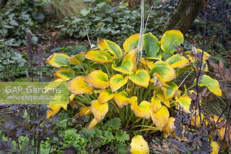 Hosta 'Krossa Regal' - plantain lily - October