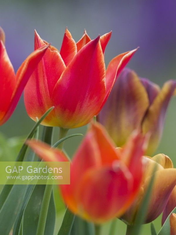 Tulipa 'Synaeda Orange'