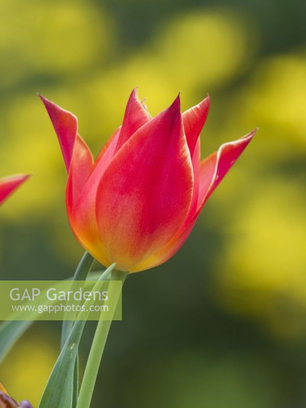 Tulipa 'Synaeda Orange'