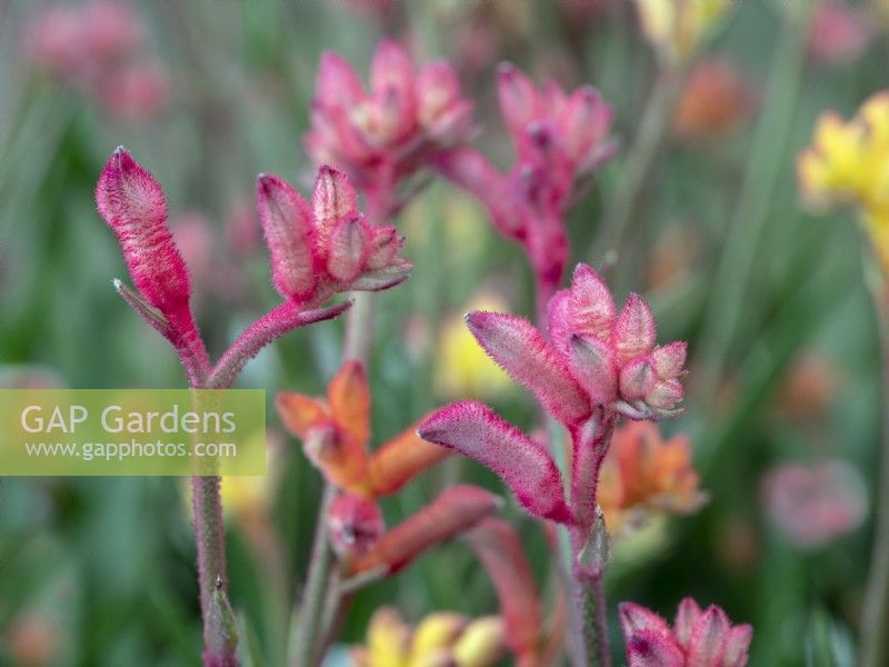 Anigozanthos 'Bush Ranger'