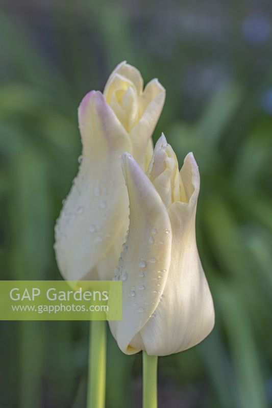 Tulipa 'Elegant Lady' flowering in Spring - May